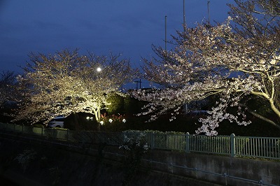 大柏川沿いの桜並木