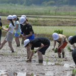 裸足で田んぼに入り田植をする生徒